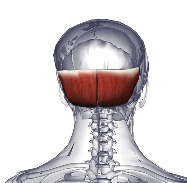 Надчерепная затылочная мышца головы