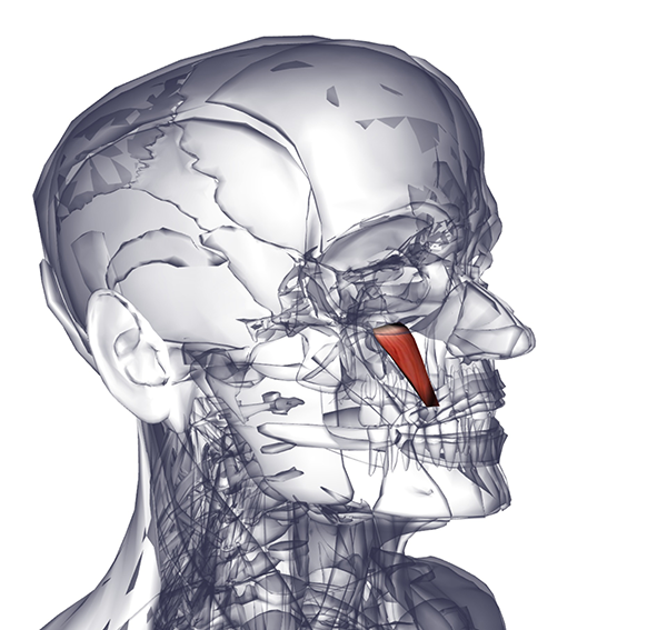 Мышца, поднимающая уголок рта