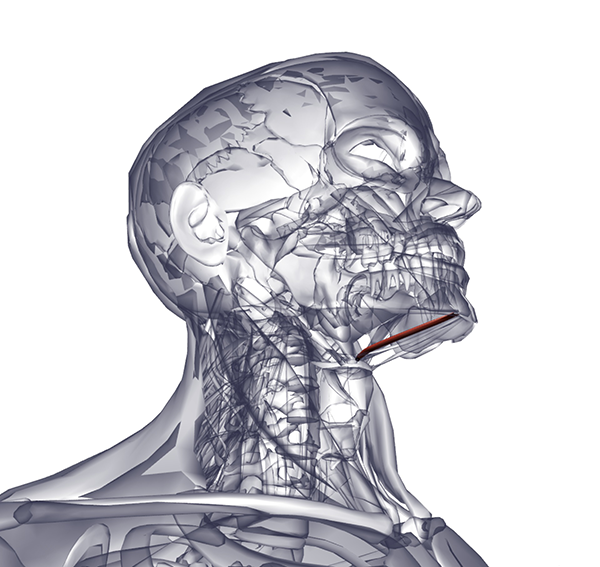 Челюстно-подъязычная мышца, диафрагма рта