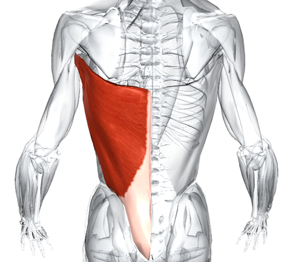 Широчайшая мышца спины