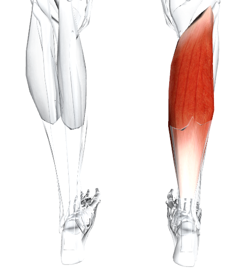 Камбаловидная мышца
