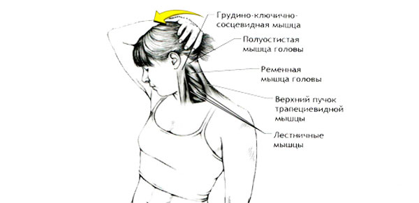 Растяжка мышц, разгибающих шею и поворачивающих голову