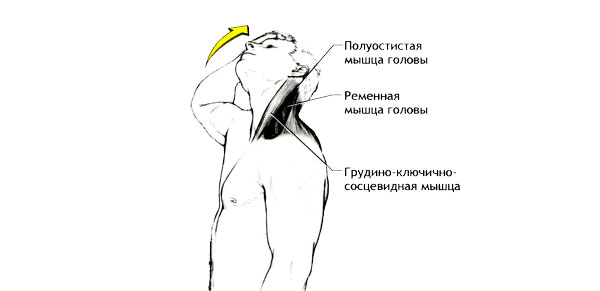 Растяжка мышц, сгибающих шею и поворачивающих голову