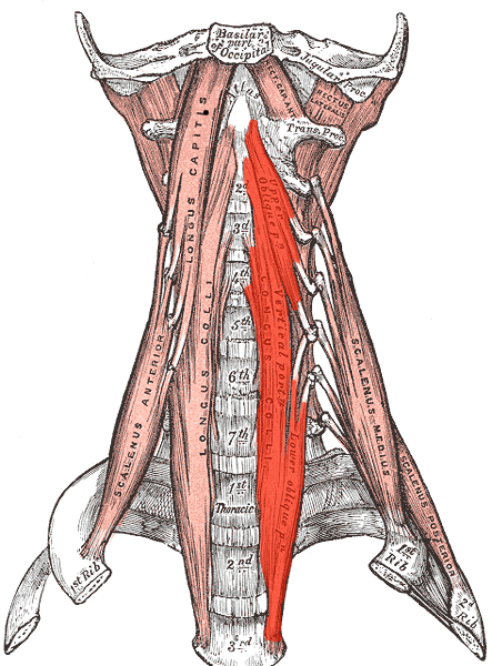 Длинная мышца шеи