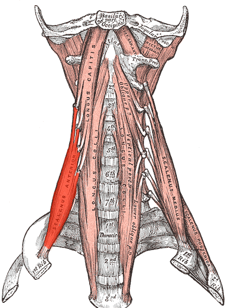 Передняя лестничная мышца