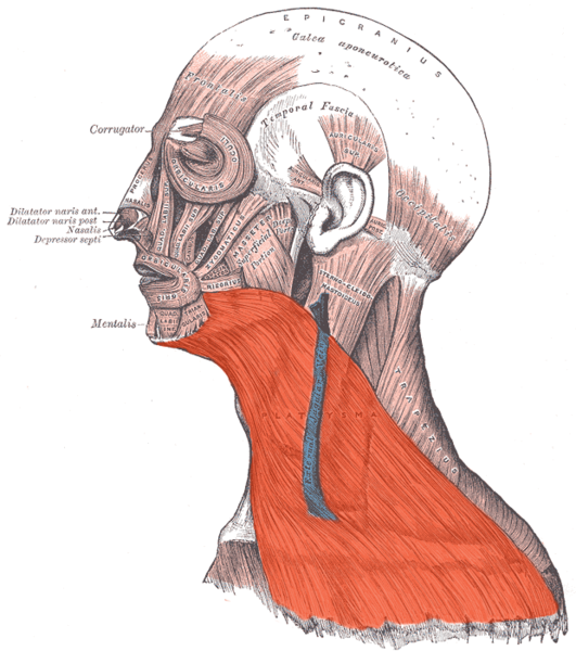 Подкожная мышца шеи