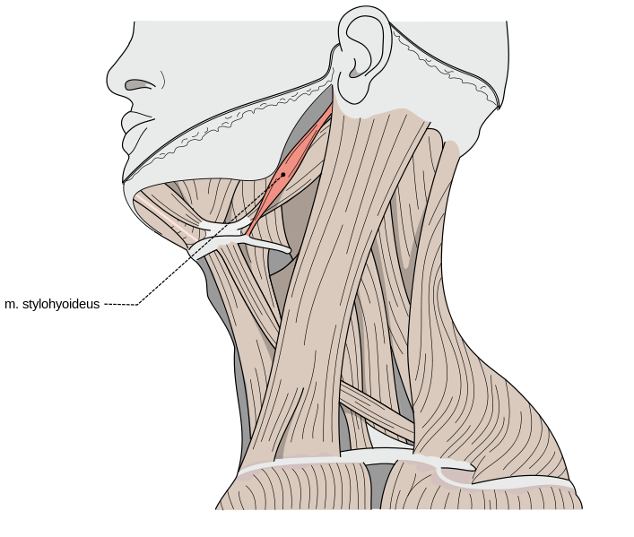 Шилоподъязычная мышца