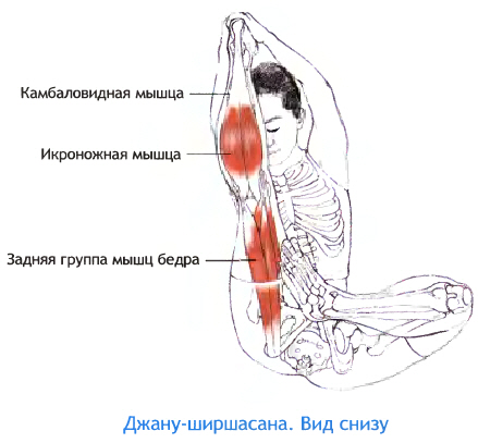 Растягивающие мышцы в Джану-Ширшасана