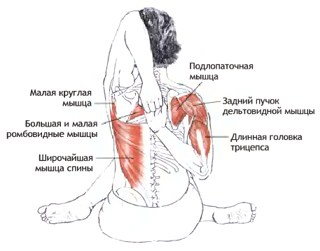 Работающие мышцы в позе Гомукхасана