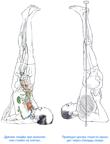 Работающие мышцы при выполнении асаны Саламба-Сарвангасана