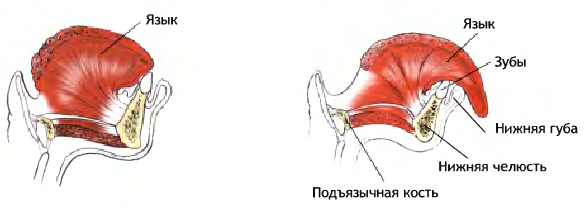 Работающие мышцы при выполнении асаны Симхасана