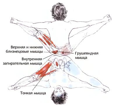 Растягивающиеся мышцы в позе Упавишта-Конасана